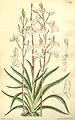 Disa tripetaloides - Curtis' 117 (Ser. 3 no. 47) pl 7206 (1891).jpg