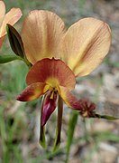 Diuris jonesii