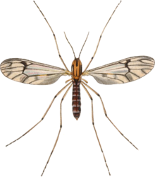 Dixa nebulosa adult Джон Кертис British Entomology 409.png 