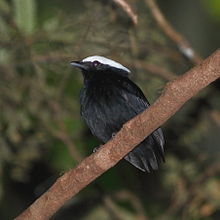 Dixiphia pipra - White-crowned Manakin (male).JPG