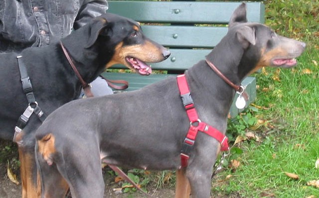 Doberman: black with tan in the back, blue with tan in the front. The light brown areas were hardly lightened at all