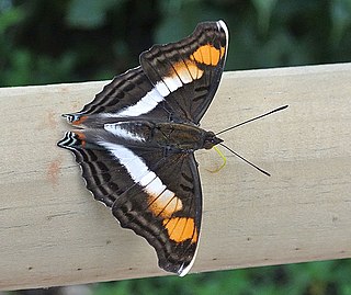 <i>Doxocopa linda</i> Species of butterfly