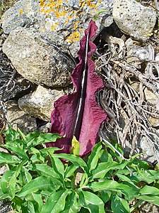 Dracunculus vulgaris Bract and spadix