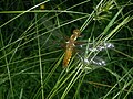 Libellula depressa