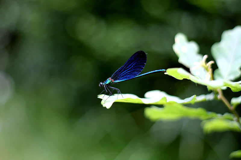 File:Dragonfly of Green.jpg