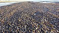 Drifts of seaweed and autumn leaves, Troon south sands, South Ayrshire.jpg
