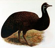 Resultado de imagem para The King Island Emu