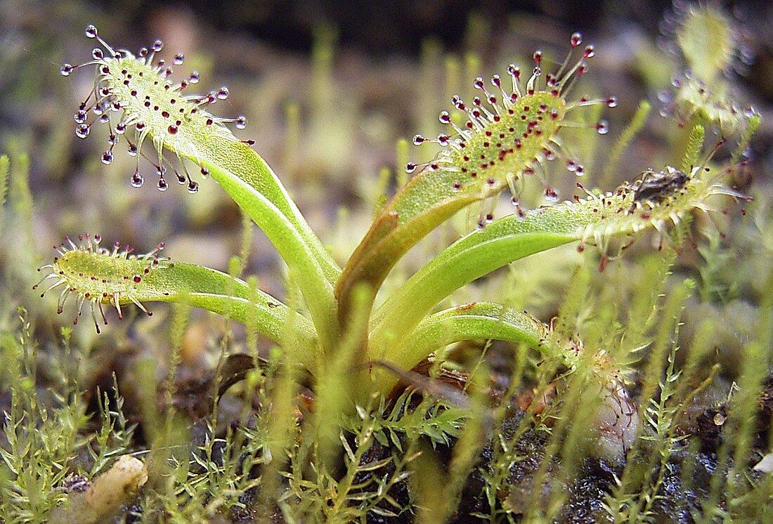 Drosera arcturi