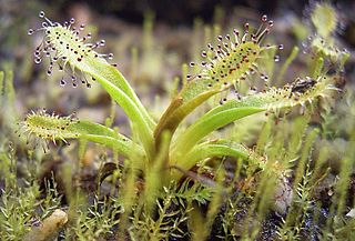 <i>Drosera <span style="font-style:normal;">subg.</span> Arcturia</i> Subgenus of carnivorous plants