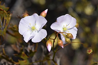 <i>Drosera drummondii</i> Species of carnivorous plant