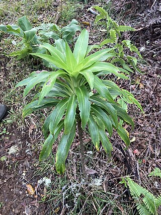 <i>Dubautia laevigata</i> Species of plant