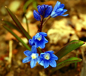 Dark star hyacinth (Chionodoxa sardensis), flowering in early March