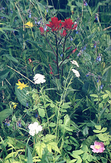 Small White Flowers Growing In Forest. Wildflowers In Summer