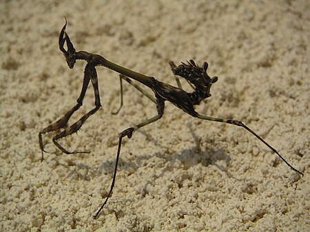 EMPUSE-Empusa pennata-PICT0231 1.jpg