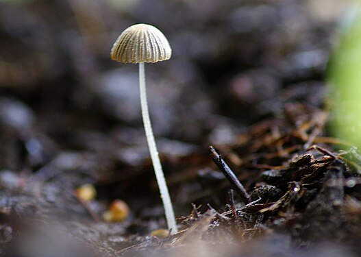 Coprinus plicatilis bei feuchter Witterung