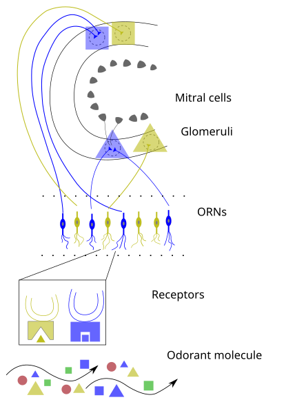 File:Early Olfactory System.svg