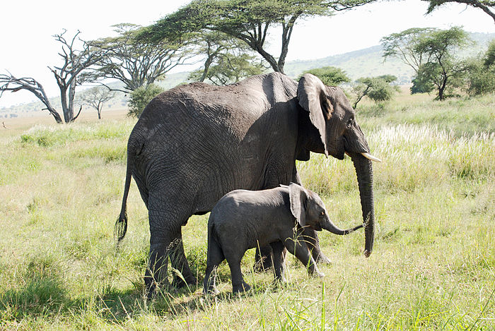 Eastern Serengeti 2012 05 31 2983 (7522615160).jpg