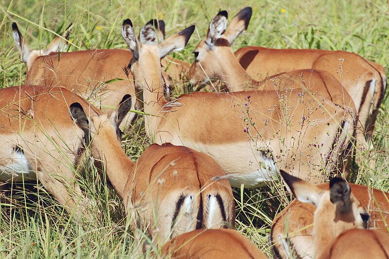 File:Eastern Serengeti 2012 06 01 3300 (7522726546).jpg