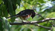 Thumbnail for File:Eastern Towhee (9008437137).jpg