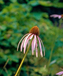 Echinacea laevigata.jpg