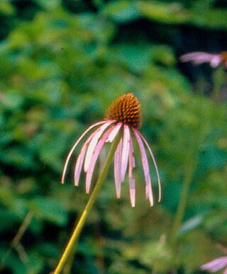 <i>Echinacea laevigata</i> Species of flowering plant