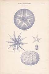 File:Echinodermata, I. Cidaridae. The National Encyclopaedia, Mackenzie 1885.jpg (Category:Cidaridae)