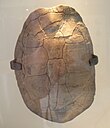 Fossilized shell of the Eocene turtle Echmatemys Echmatemys stevensoniana AMNH 6084.jpg