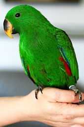 A pet juvenile male. The upper mandible has a brown base and yellow tip, and the irises are dark brown/black. Eclectus roratus (male) -juvenile pet -8d.jpg