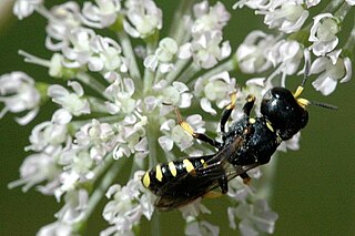 <i>Ectemnius dives</i> Species of wasp
