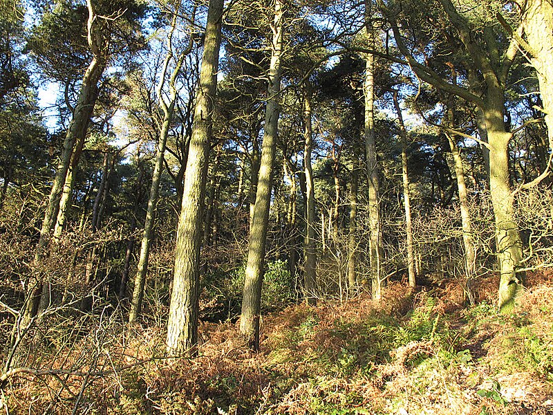 File:Edge of the pinewood - geograph.org.uk - 5224809.jpg