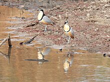 A characteristic pair of Egyptian plovers (Pluvianus aegyptius) feeding on the shoreline, The Gambia, November 2021 EgyptianploverGambia.jpg