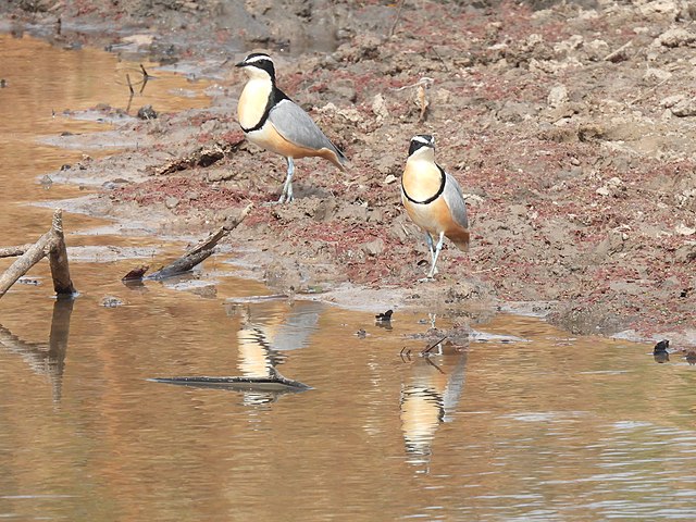 A characteristic pair of Egyptian plovers (Pluvianus aegyptius) feeding on the shoreline, The Gambia, November 2021