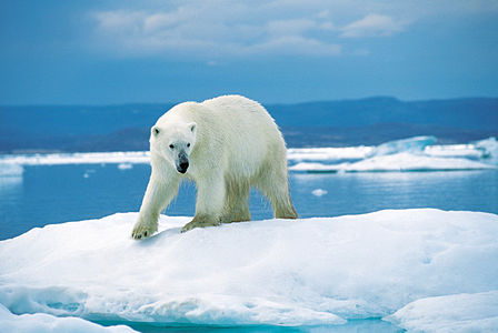 Ursul polar, unul dintre cele mai faimoase simboluri ale biodiversității pe cale de dispariție, în special din cauza schimbărilor climatice.