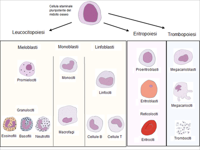 allogeneic