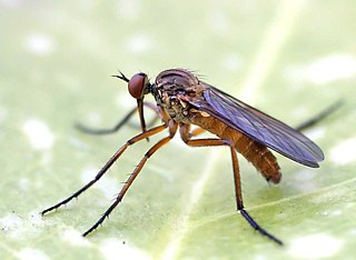 <i>Empis stercorea</i> Species of fly