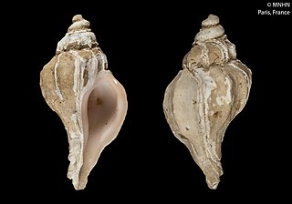 <i>Enixotrophon</i> Genus of gastropods