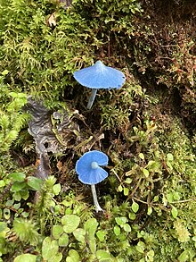 Entoloma hochstetteri 118776419.jpg