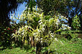 Epidendrum ciliare