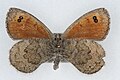 佳红眼蝶 Erebia callias