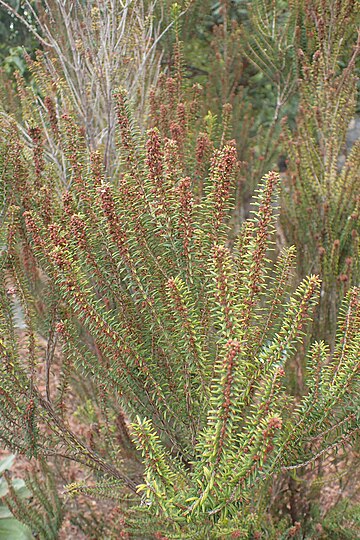 Erica platycodon