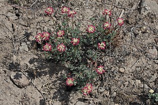 Eriogonum thymoides