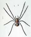 Ero tuberculata (formerly tuberculatus)