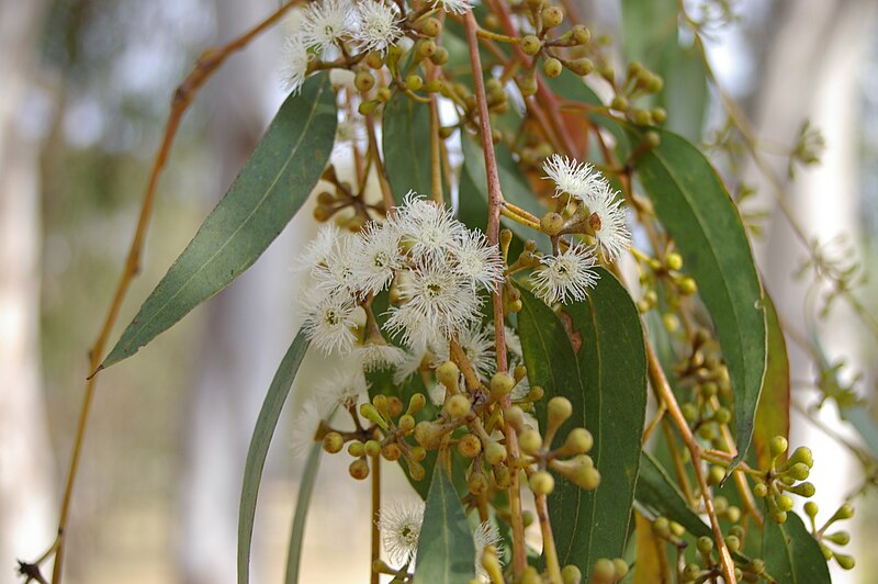 File:Eucalyptus racemosa inflorescences and buds 7th Brigade Park Chermside 03.jpg