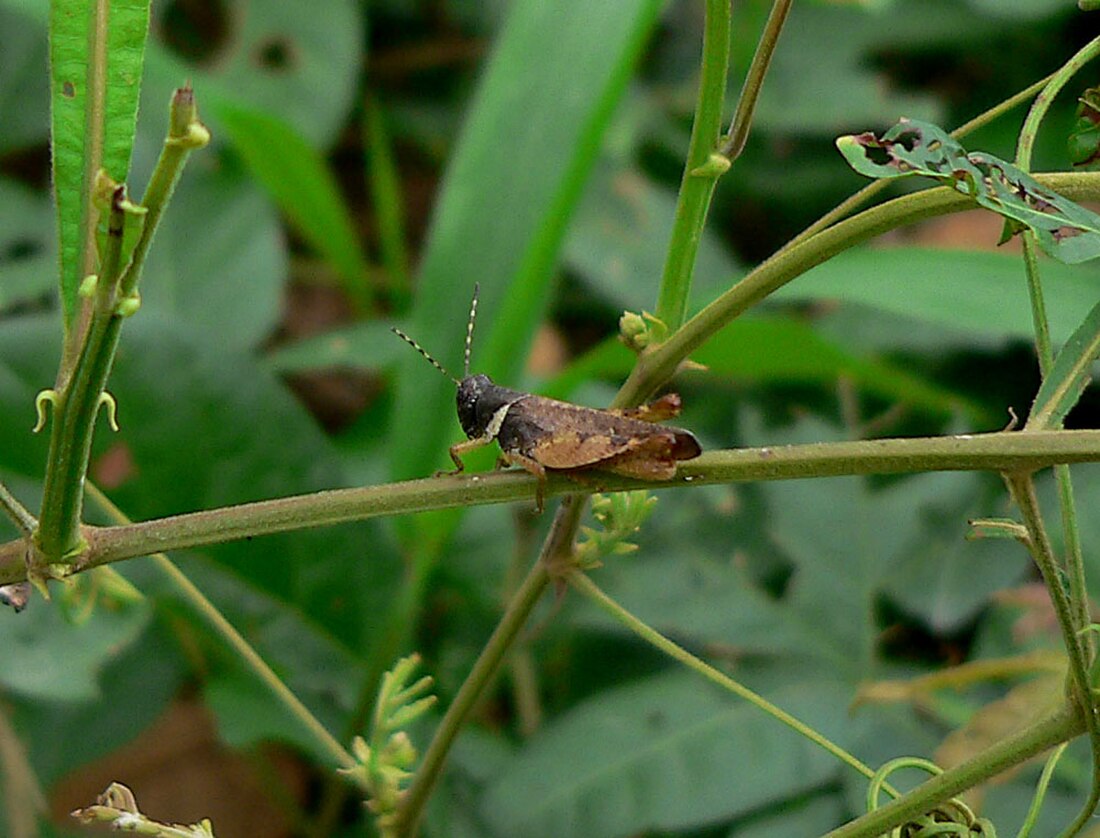 Coptacrinae