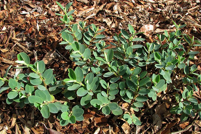 File:Euphorbia celastroides var. laehiensis (4822642138).jpg