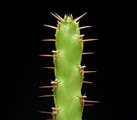 Euphorbia nubigena