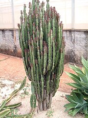 Euphorbia trigona forma rubra