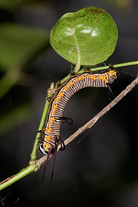 Lagarta de Euploea core, uma espécie de borboleta comum do sul da Ásia e norte da Austrália, alimentando-se de Carissa carandas. (definição 2 910 × 4 365)