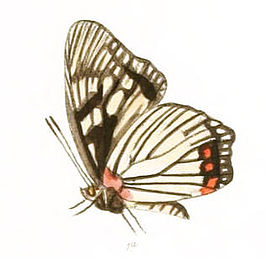 Euripus consimilis