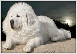 Üliharuldane valge koer